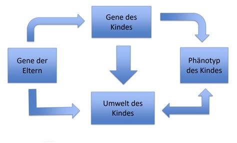 Entwicklungspsychologie 1 UniBe HS21 Flashcards Quizlet