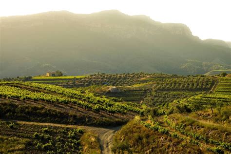 Enoturismo En Tarragona 10 Bodegas Imprescindibles Para Los Amantes