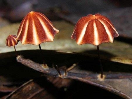 见过蘑菇没见过这么美的 Stuffed mushrooms Tree mushrooms Mushroom fungi