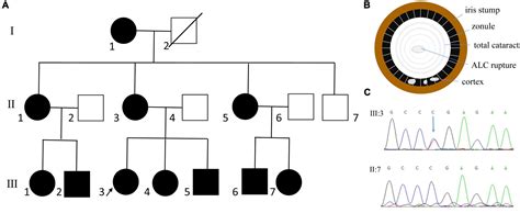 Frontiers Novel Clinical Presentation And Pax6 Mutation In Families