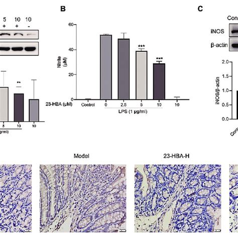 23 Hba Reduced Inos Expression In Lps Stimulated Raw 264 7 Cells And