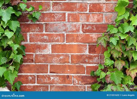 Brick Wall And Ivy Stock Photo Image Of Farm Romantic