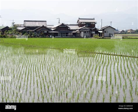 A Japanese Rice Paddy And Traditional Japanes Houses Stock Photo Alamy