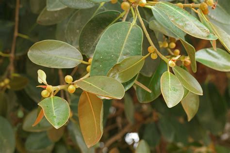 Ficus rubiginosa