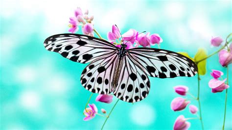 Cute Butterfly Is Standing On Pink Flowers With Blur Background 4k Hd Butterfly Wallpapers Hd