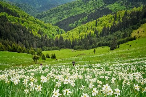 Valea Vinului Poartă De Acces Spre Vârful Ineu Muntii Nostri