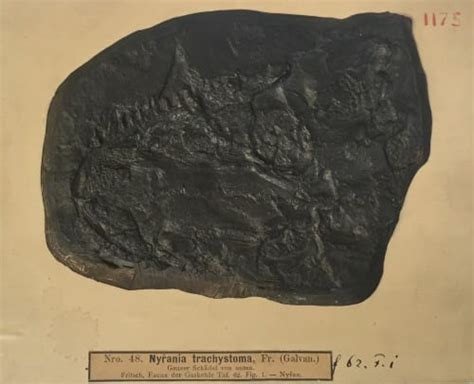 Specimen Of The Week Bohemian Fossil Amphibian Cast Ucl Ucl