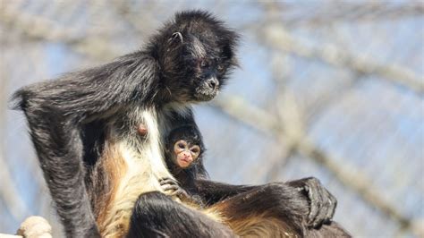 Baby spider monkey born at the Nashville Zoo - Axios Nashville