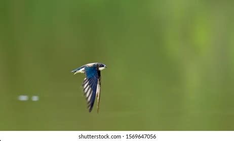 51 White throated needletail Images, Stock Photos & Vectors | Shutterstock