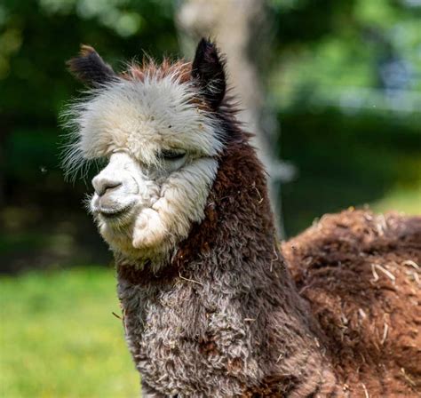 Unsere Tiere Kluser Lamas Auf Der Oberen Klus In Aesch