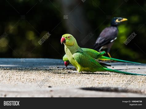 Pair Rose-Ringed Image & Photo (Free Trial) | Bigstock