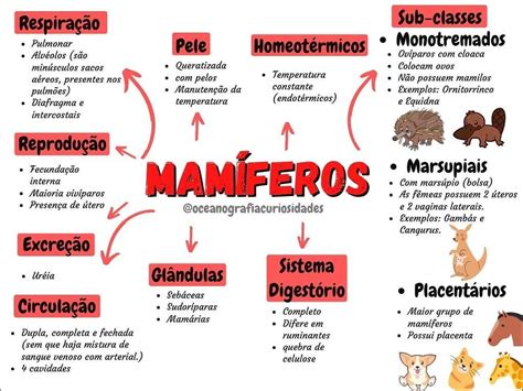 Mapa Mental Sobre Mamiferos REVOEDUCA