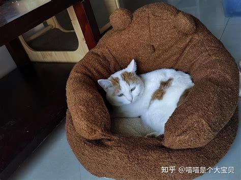 猫咪睡觉的位置，暴露和主人的关系，你家猫爱睡哪里？ 知乎