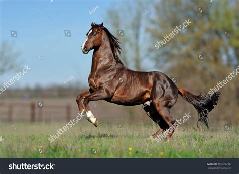 English Thoroughbred Horse Jumping On Beautiful Stock Photo (Edit Now ...