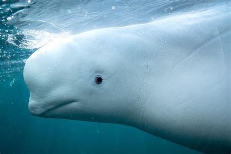 Hvaldimir deux ONG doutent de la mort naturelle du béluga espion