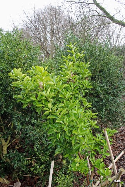 Euonymus Japonicus Thunb Duc D Anjou Bg Meise Flickr