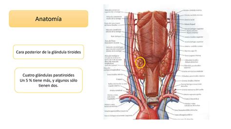 SOLUTION Anatom A Y Fisiolog A De La Gl Ndula Paratiroides 1 Studypool