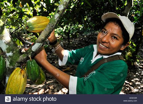 Cocoa Beans Harvesting High Resolution Stock Photography and Images - Alamy