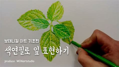 보태니컬 아트 기초편 색연필로 잎 표현하기 Youtube