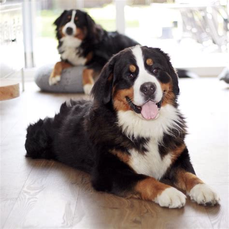 Bernese Mountain Dogs Burnese Mountain Dog Bernese Mountain Dog Puppy