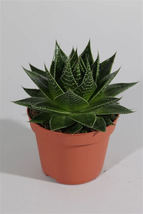 Aloe Cosmo Wys Cm Don Cm Kupuj W Obi