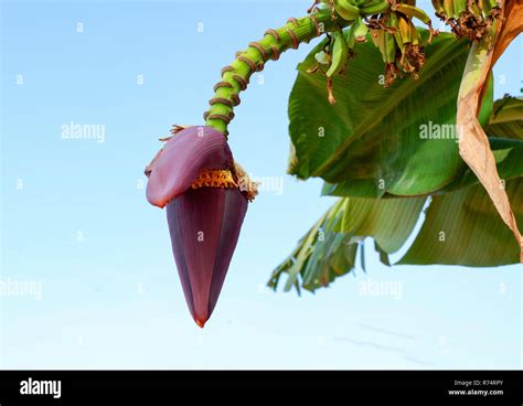 Banana Blossom Or Banana Bud Close Up Of Banana Bud Flower On Tree In