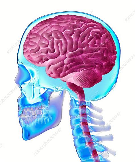 Brain And Skull Anatomy Illustration Stock Image C