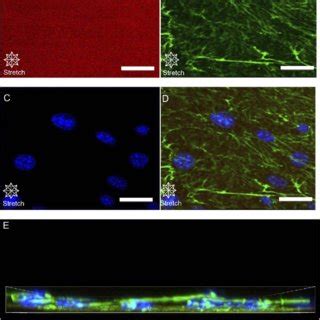 Probing Cell Substrate Interactions Of Unstimulated Cells Through