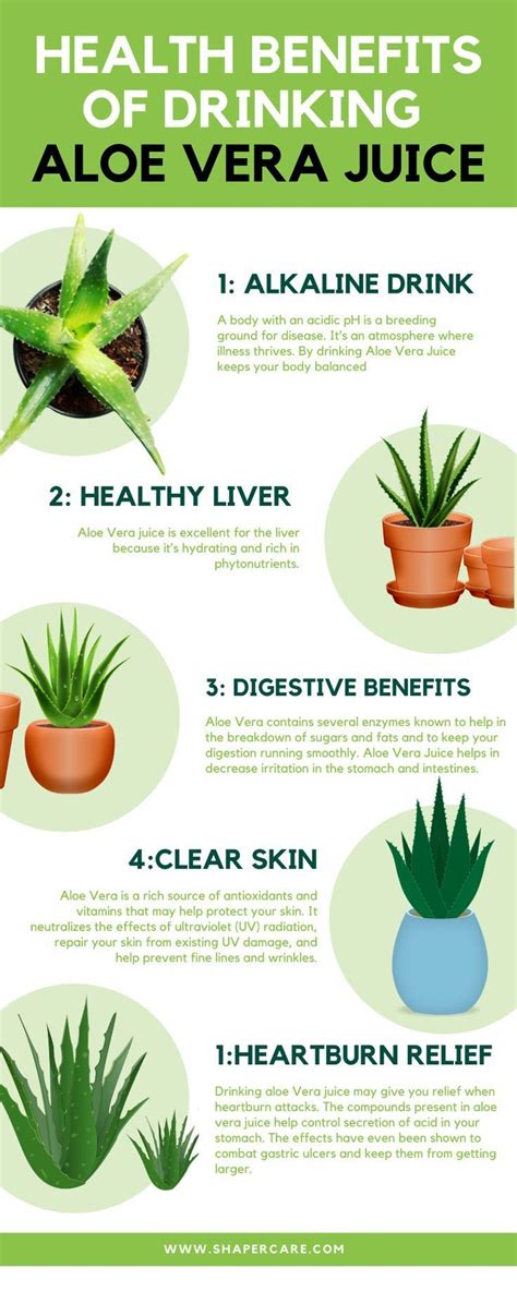 Why Soak Aloe Vera In Water Benefits And Tips Planthd