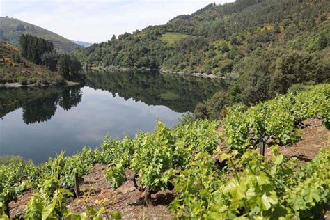 Echa A Andar Una Campa A Para Promocionar Los Vinos De La Igp Terras Do