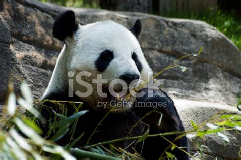 Panda Bear Showing Teeth Stock Photo | Royalty-Free | FreeImages