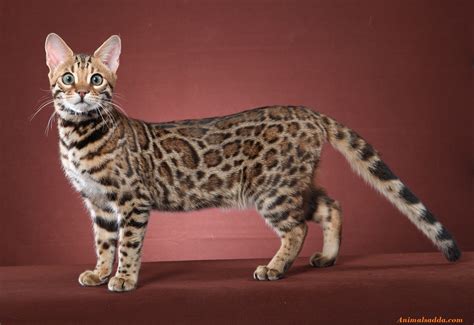 Bengal Cat - Facts, Pictures, Information, Rescue, Temperament ...