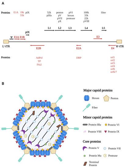 Viruses Free Full Text Significance Of Preexisting Vector Immunity