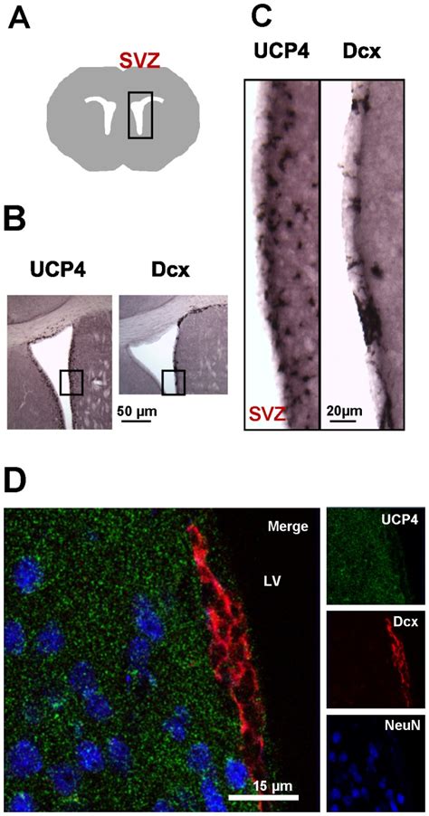 A Schematic Drawing Illustrates The Localization Of The Svz Of The