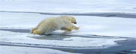 Arctic Wildlife | Aurora Expeditions