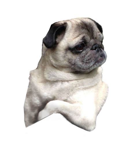 Pug Puppy Dog breed Companion dog - pug png download - 894*977 - Free ...