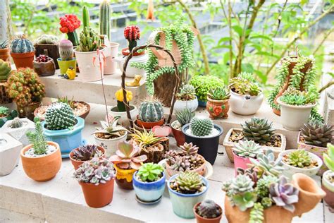 5 RAZONES PARA TENER CACTUS EN CASA Neozix