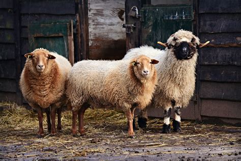 The Actual Size Of European Livestock Farms European Livestock Voice