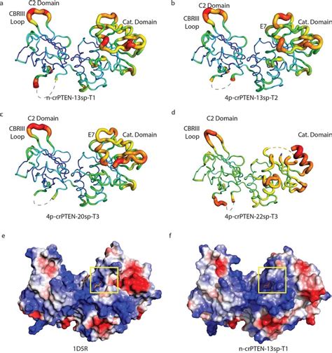 N Terminal Helix 1 Extends A Positively Charged Patch On Pten A B C Download Scientific