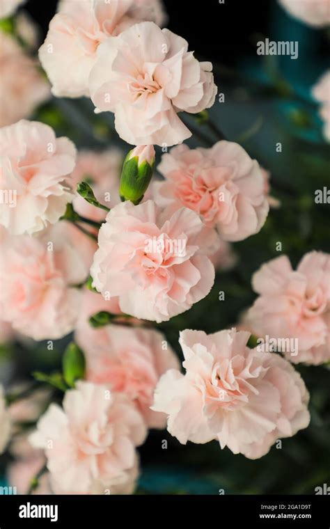 Dianthus Caryophyllus Powder Pink Hi Res Stock Photography And Images