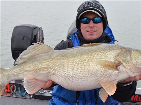 Detroit River Shows Off Spectacular Walleye Run Each Spring The Blade