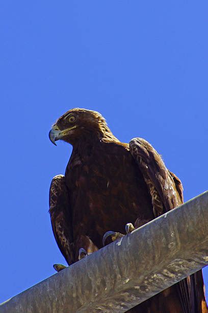 90 California Golden Eagle Stock Photos Pictures And Royalty Free