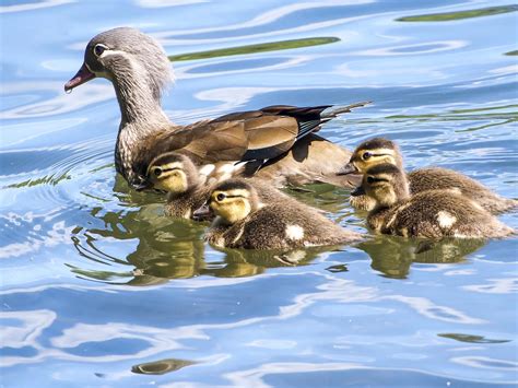 Female Mandarin Ducks (Identification Guide) | Birdfact