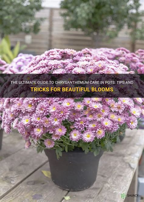 The Ultimate Guide To Chrysanthemum Care In Pots Tips And Tricks For