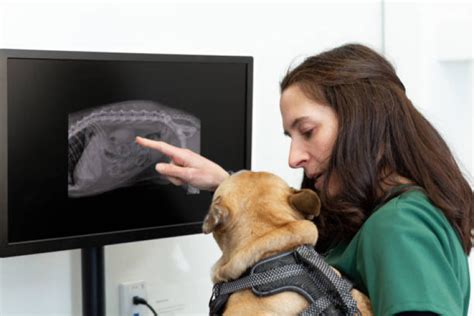 Exame de Raio X do Tórax para Cachorro Pronto Vet Clínica Veterinária