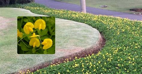 Grama Amendoim Descubra Os Benef Cios E Como Plantar Corretamente