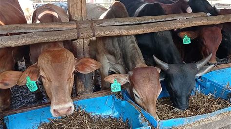 Feedlot Structure Ideas 256700830886 Youtube