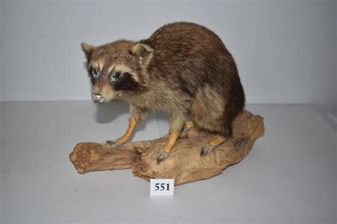 Lot Raccoon Taxidermy