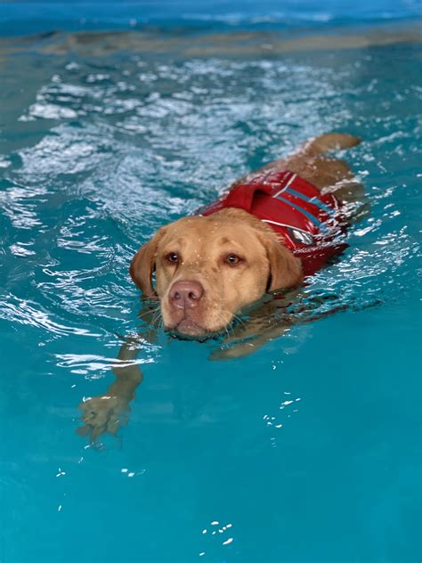 Hydrotherapy Benefits – Fylde Coast Canine Hydrotherapy