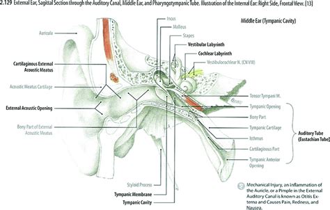 External Auditory Meatus Histology